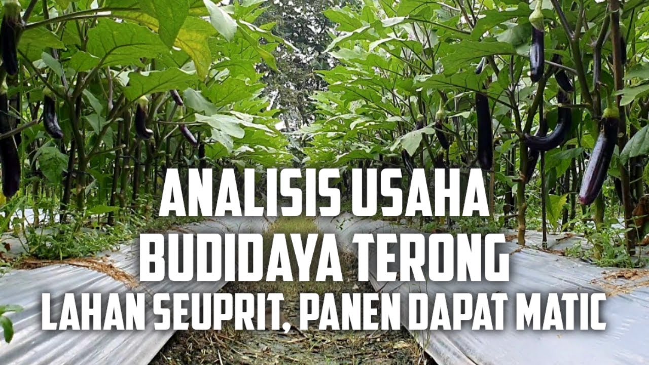Analisis Usaha Lengkap Budidaya Terong