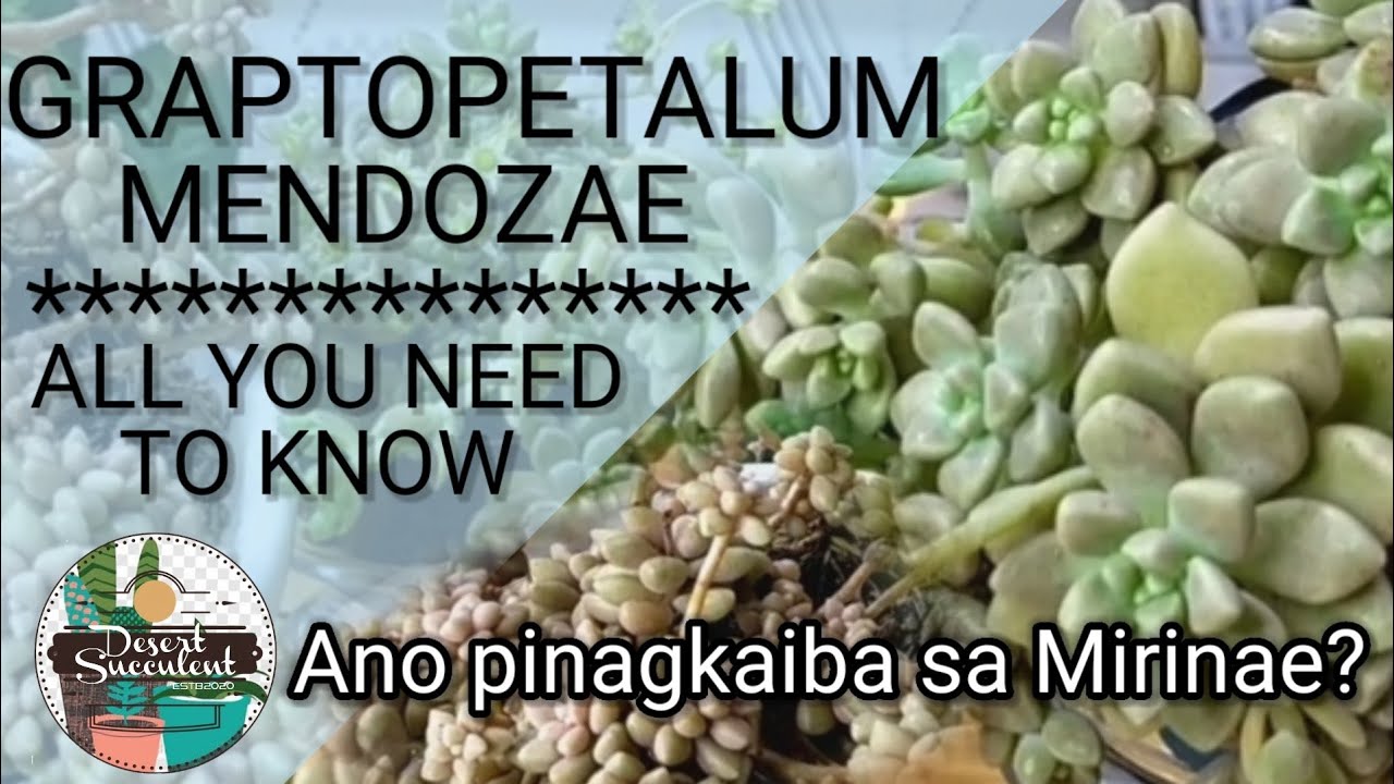 41/100 Graptopetalum Mendozae Succulent Care Guide || Paano alagaan at padamihin?