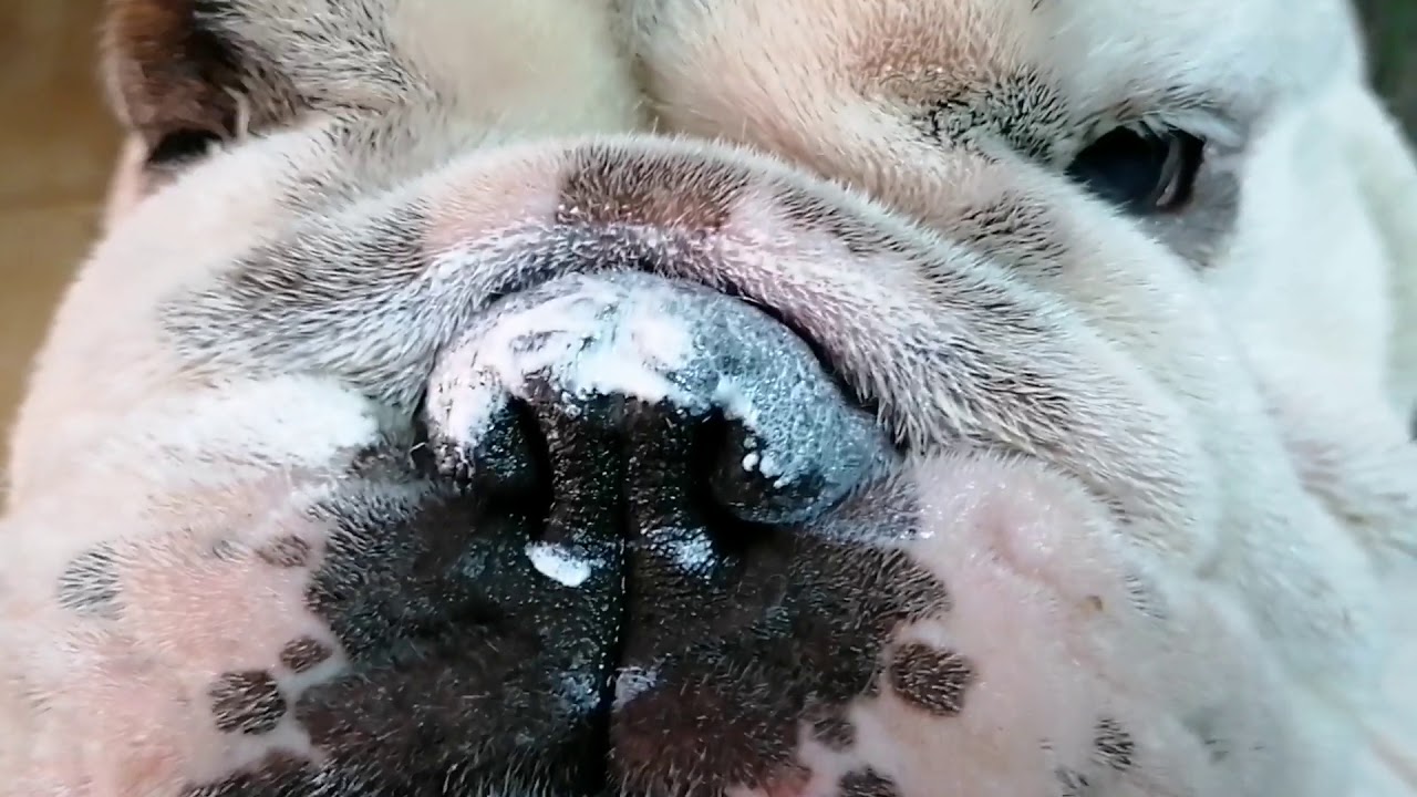 Limpeza de nariz do Bulldog quando está muito seco