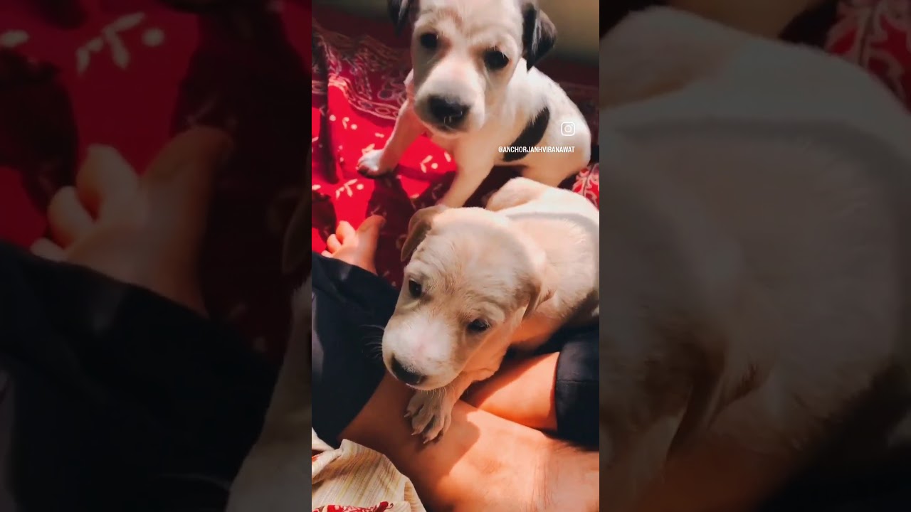 cute video | #song #dance #youtubeshorts #viralvideo #love #youtubevideos #trending #ytshorts