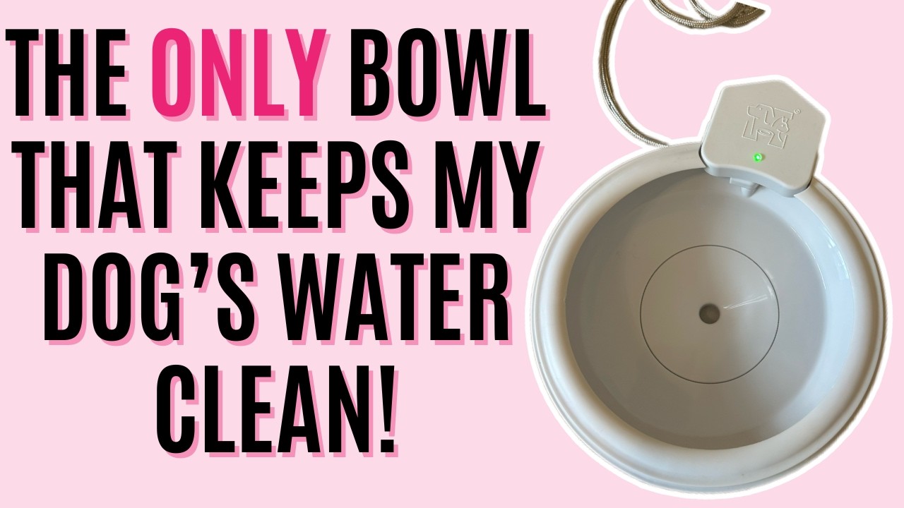 Always Full Automatic Dog Water Bowl | Best Dog Water Bowl