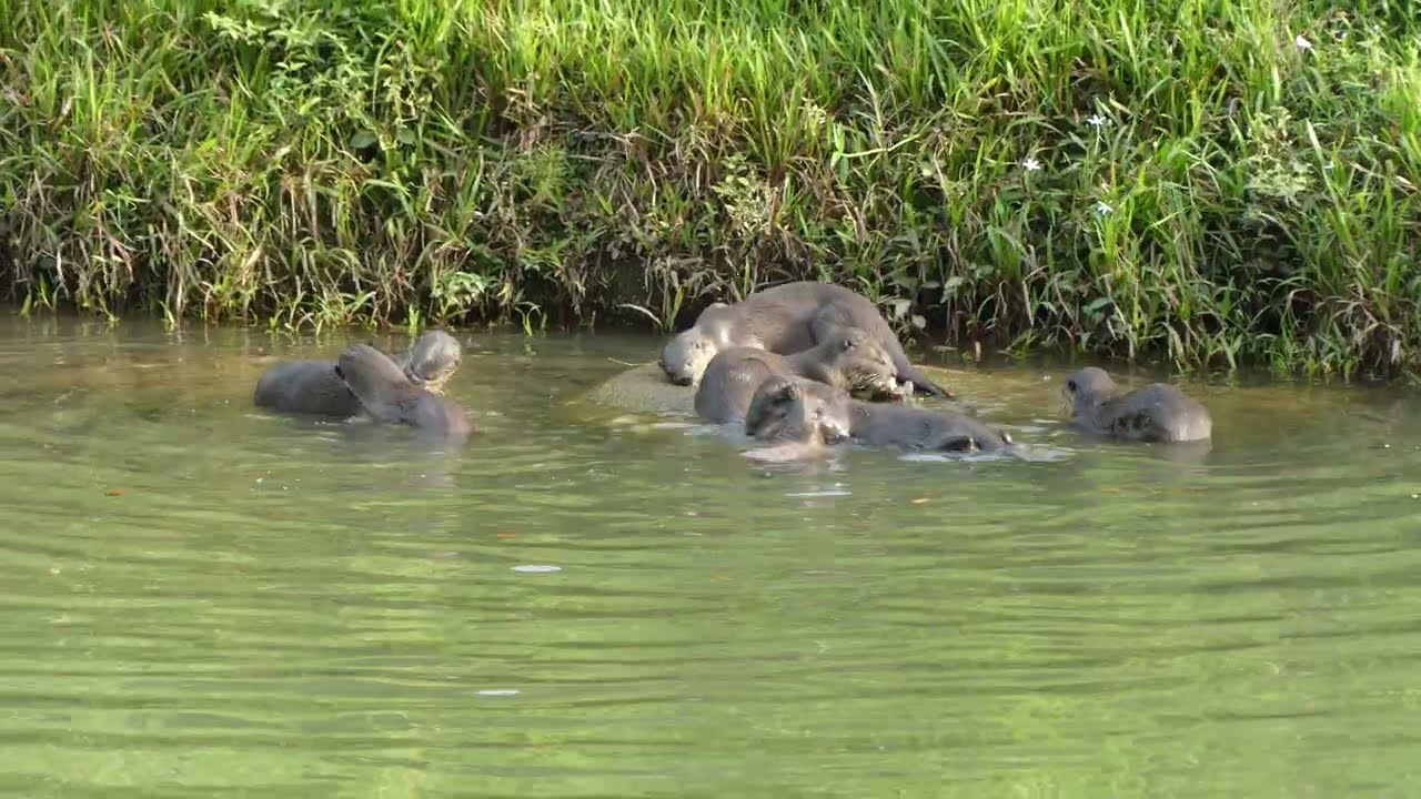 新加坡野生水獭 Watch Smooth-coated Otters Being Wild In Singapore_ Sungei Ulu Pandan_ 23 Jan 2026_ 8.27am