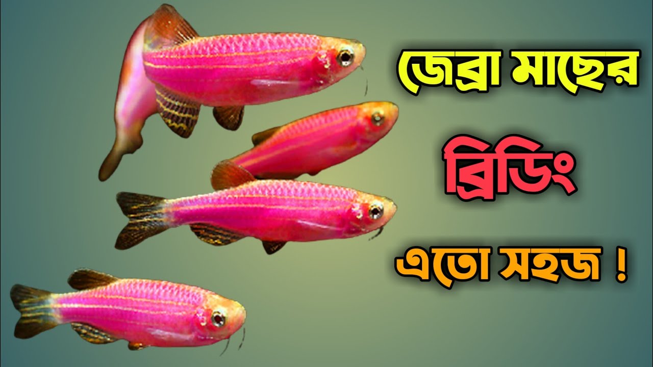 Breeding of Zebra Danio's in Bengali. জেব্রা মাছের ব্রিডিং। Farm & Farming  ।