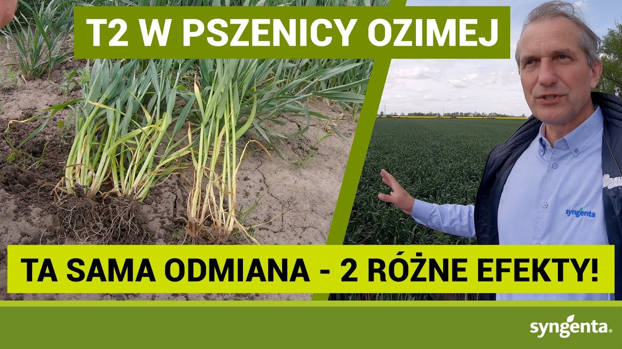 Czy pszenica potrzebuje więcej przestrzeni na rozwój? ZABIEG T2 - ochrona liścia flagowego