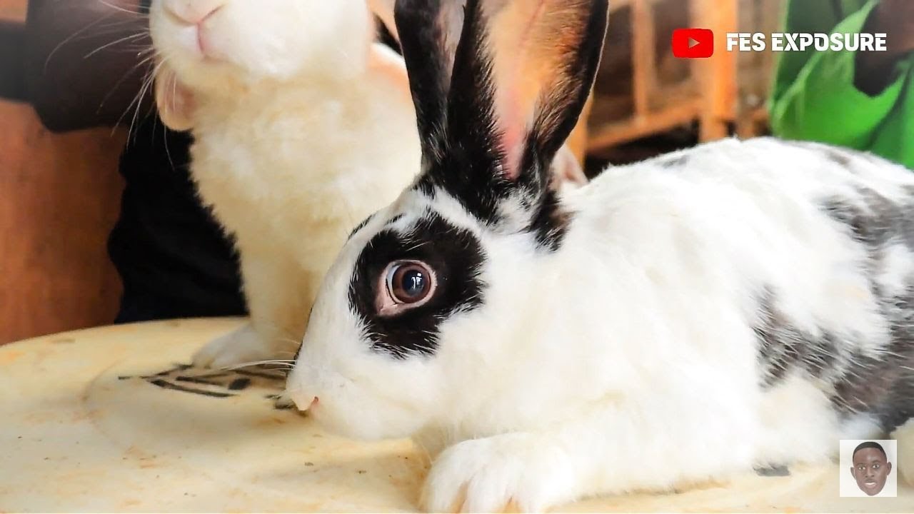Kitengela Rabbit  Queen || Making millions from Rabbit farming