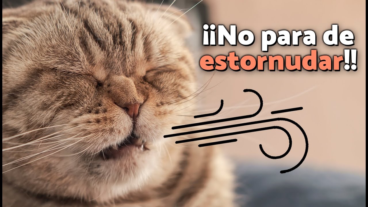 ¿Por qué mi GATO ESTORNUDA MUCHO? 🤧😿 ¡Estas son las 8 CAUSAS principales!