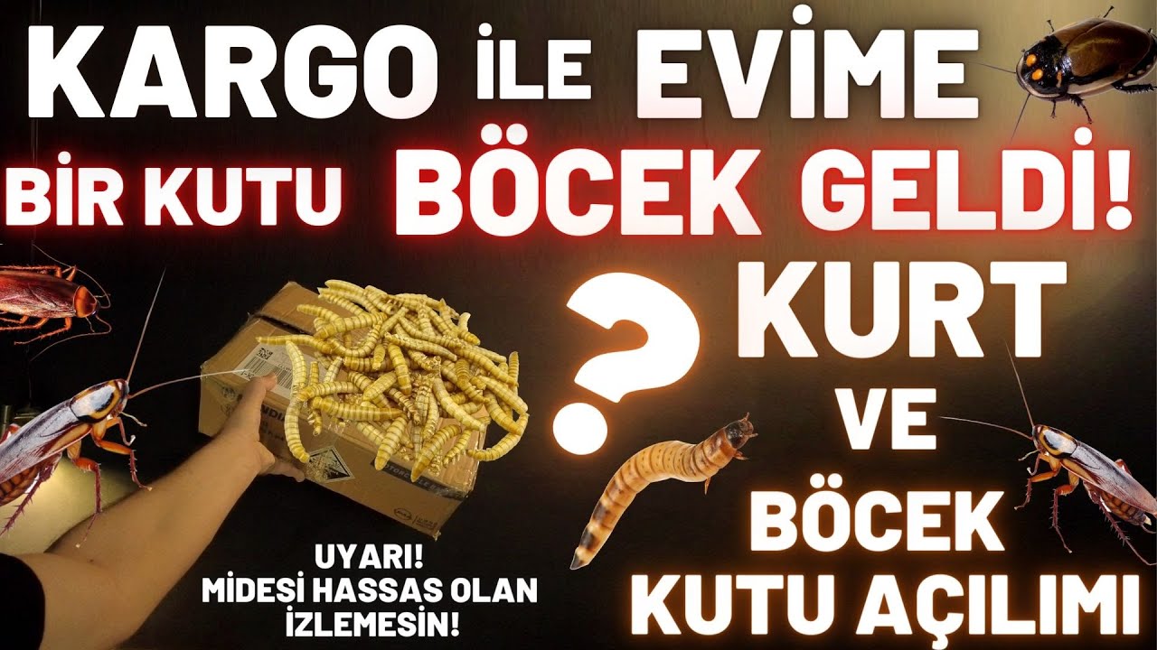 EVİME KARGO İLE BÖCEK GELDİ! BÖCEK KUTU AÇILIMI! SÜRÜNGENLER VE BÖCEKLER!