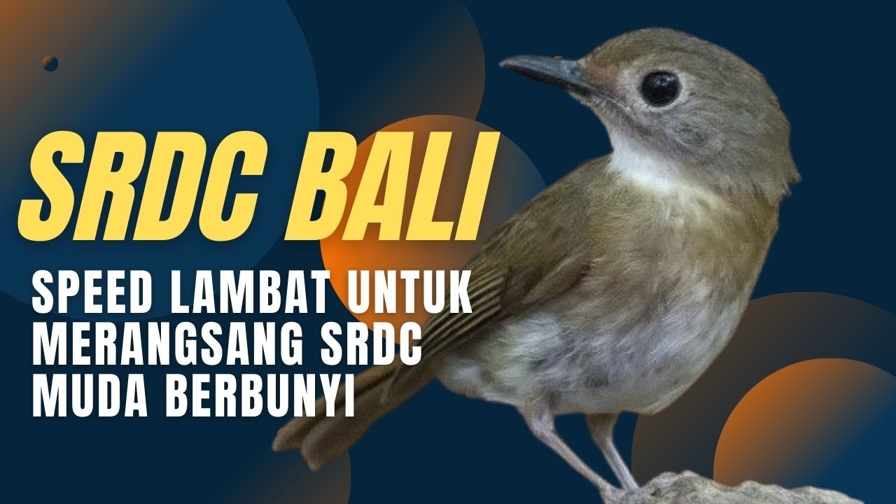 SUARA SRDC BALI SPEED LAMBAT COCOK UNTUK MERANGSANG SRDC MUDA BERBUNYI