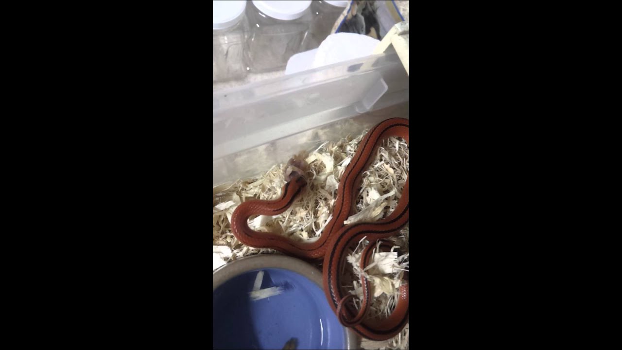 Bamboo Rat Snake Feeding David Barkasy
