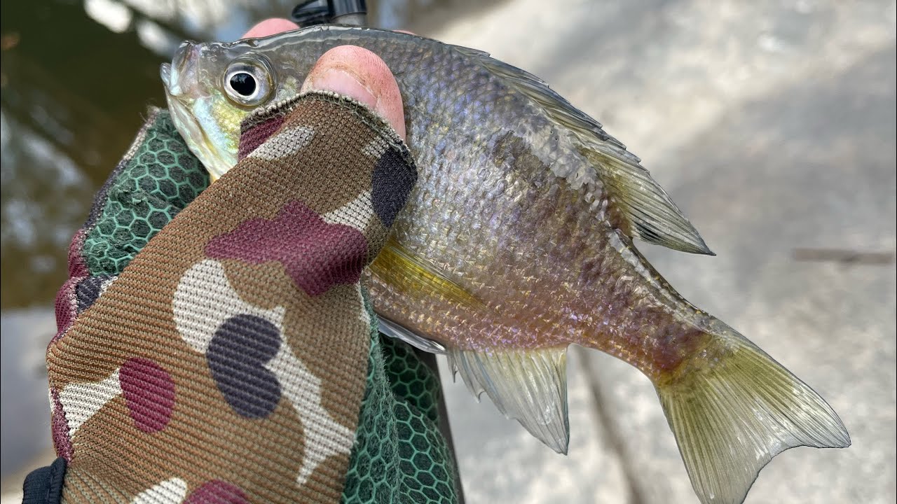Early Spring is Here! Pt 3