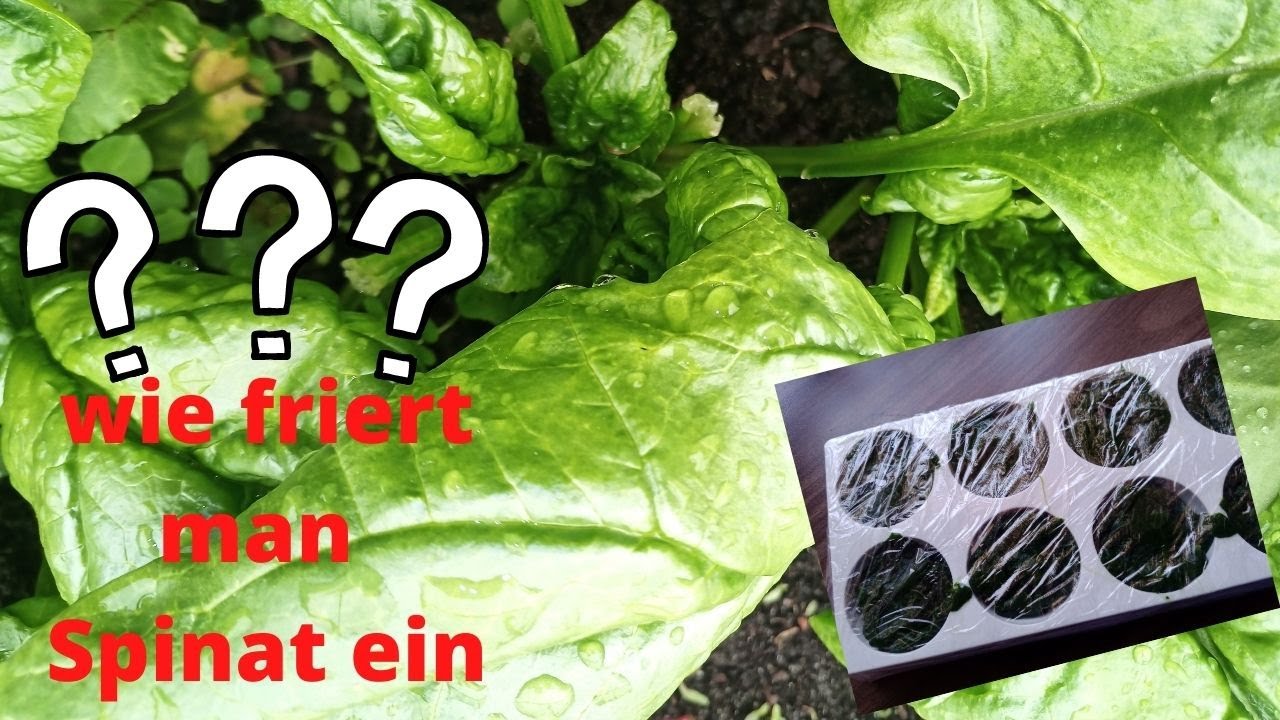 Spinat einfrieren ❄️/schnell/einfach/unkompliziert/so friert man den Spinat ein
