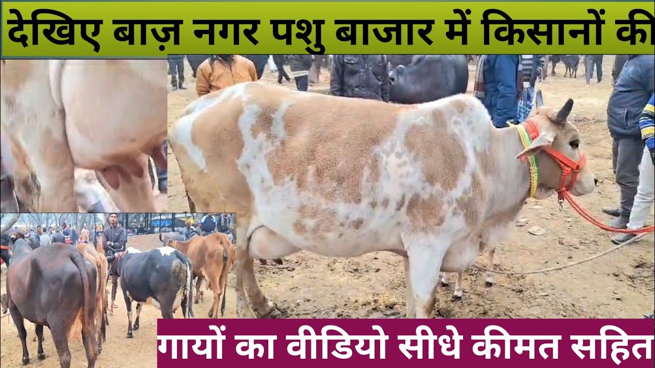 देखिए बाज नगर पशु बाजार दुब्बग्गा लखनऊ से किसानों की गायों का वीडियो ll lucknow pashu Bajar #cow