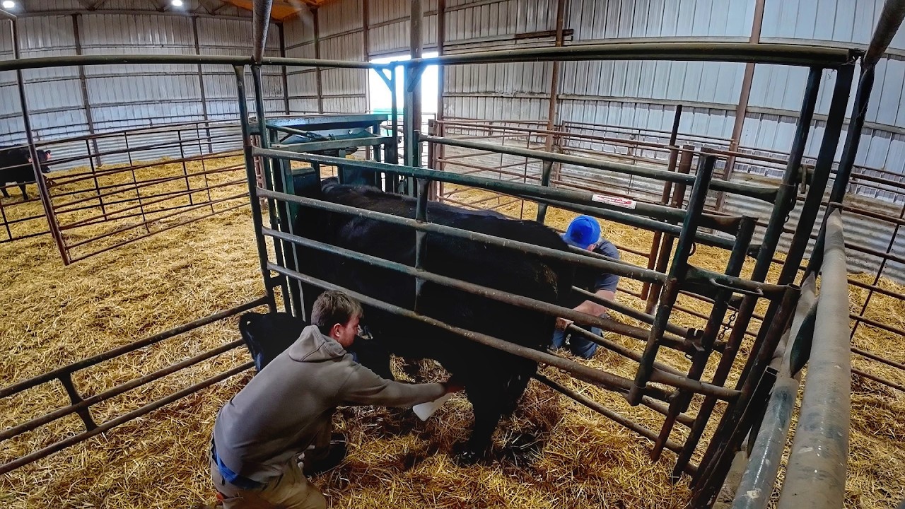 I can't compete with Dad's Milking Abilities