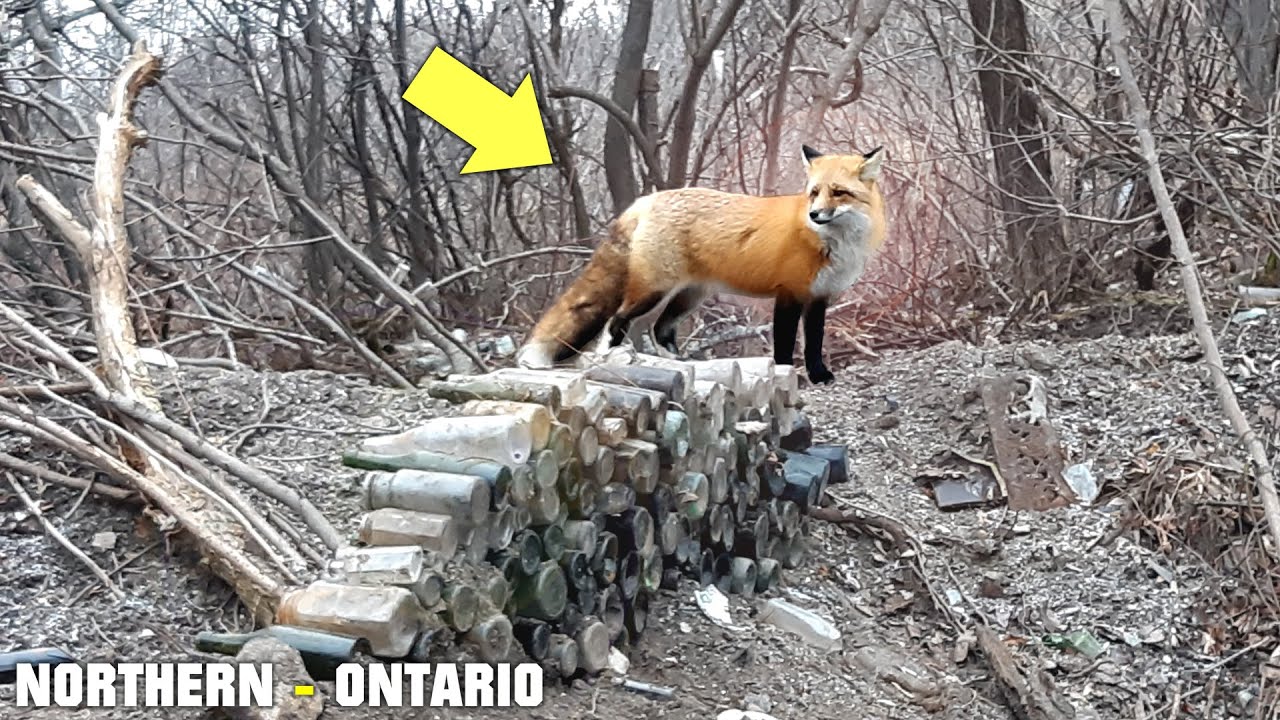 SPECIAL VISITOR WHILE ANTIQUE BOTTLE DIGGIN!! 1900's Bottle Dump Reveals Amazing Treasures!!