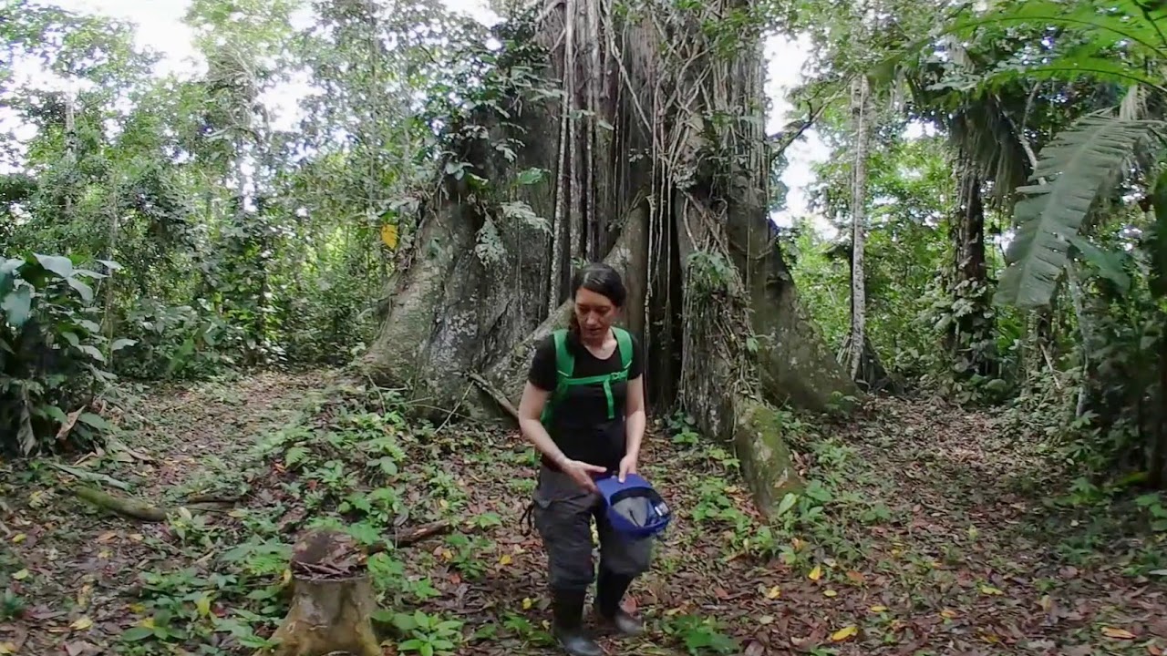 VR 360: Tour the Amazon Jungle with Amazon Wildlife Peru - Cusco