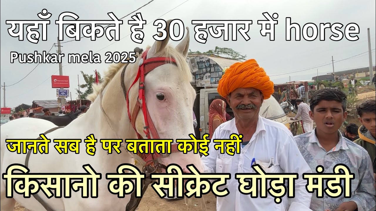 पुष्कर मेले में है किसानो की सीक्रेट मंडी यहाँ बिकते है 30 हजार में horse | Pushkar mela 2025 live