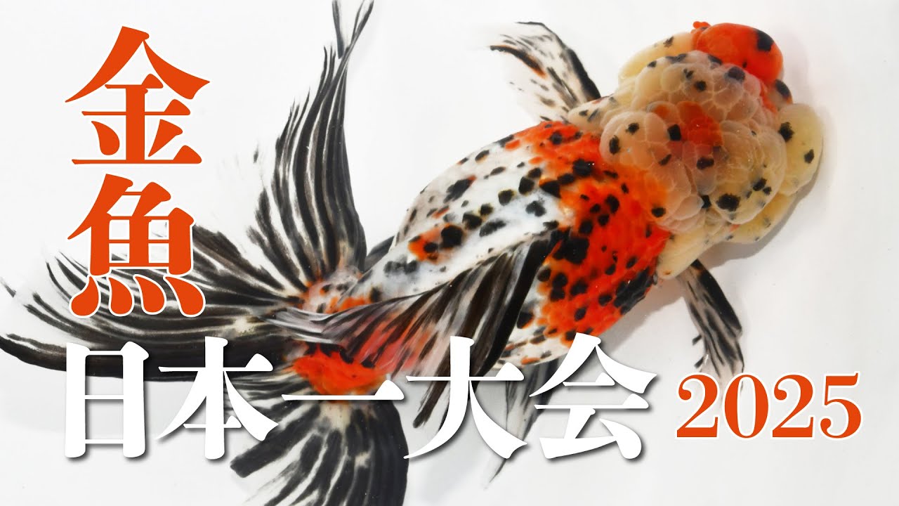 第31回金魚日本一大会　2025年10月26日開催　金魚品評会（愛知県弥富市）