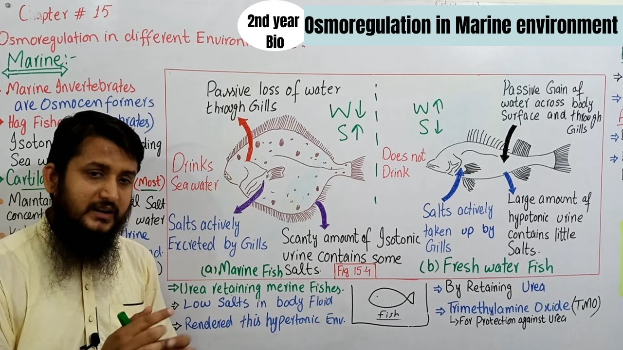 Osmoregulation in different environments | osmoregulation in marine environment | Class 12