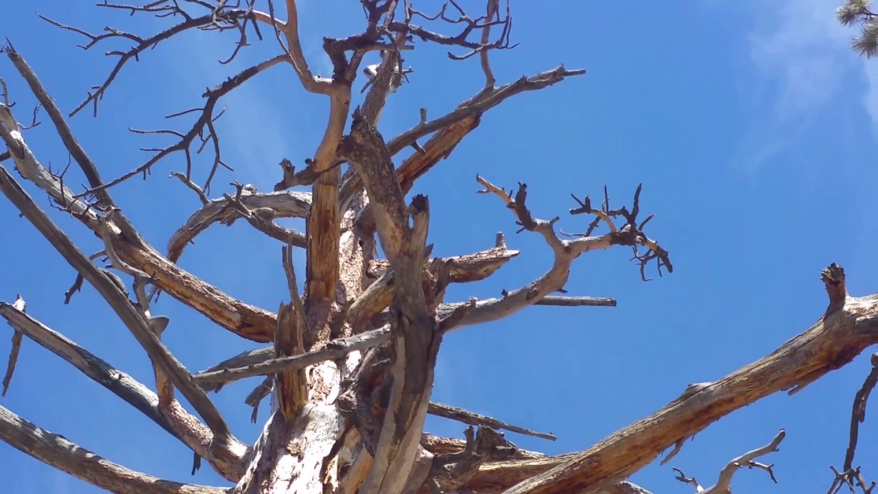 A Big-Ass Tree
