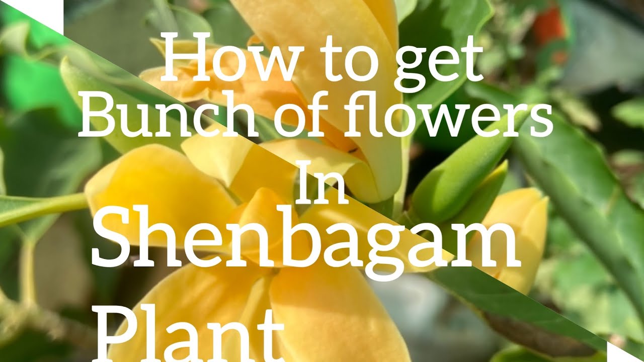 Tips /Bunch of flowers/ shenbagam/in pot/fertilizer/ soil /plant care/ Tamil/Anithas Gardening Tips