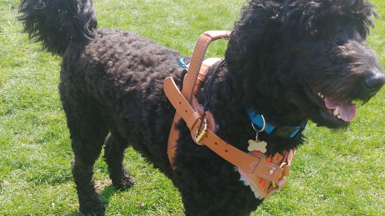Bridgeport k9 harness review 🐾