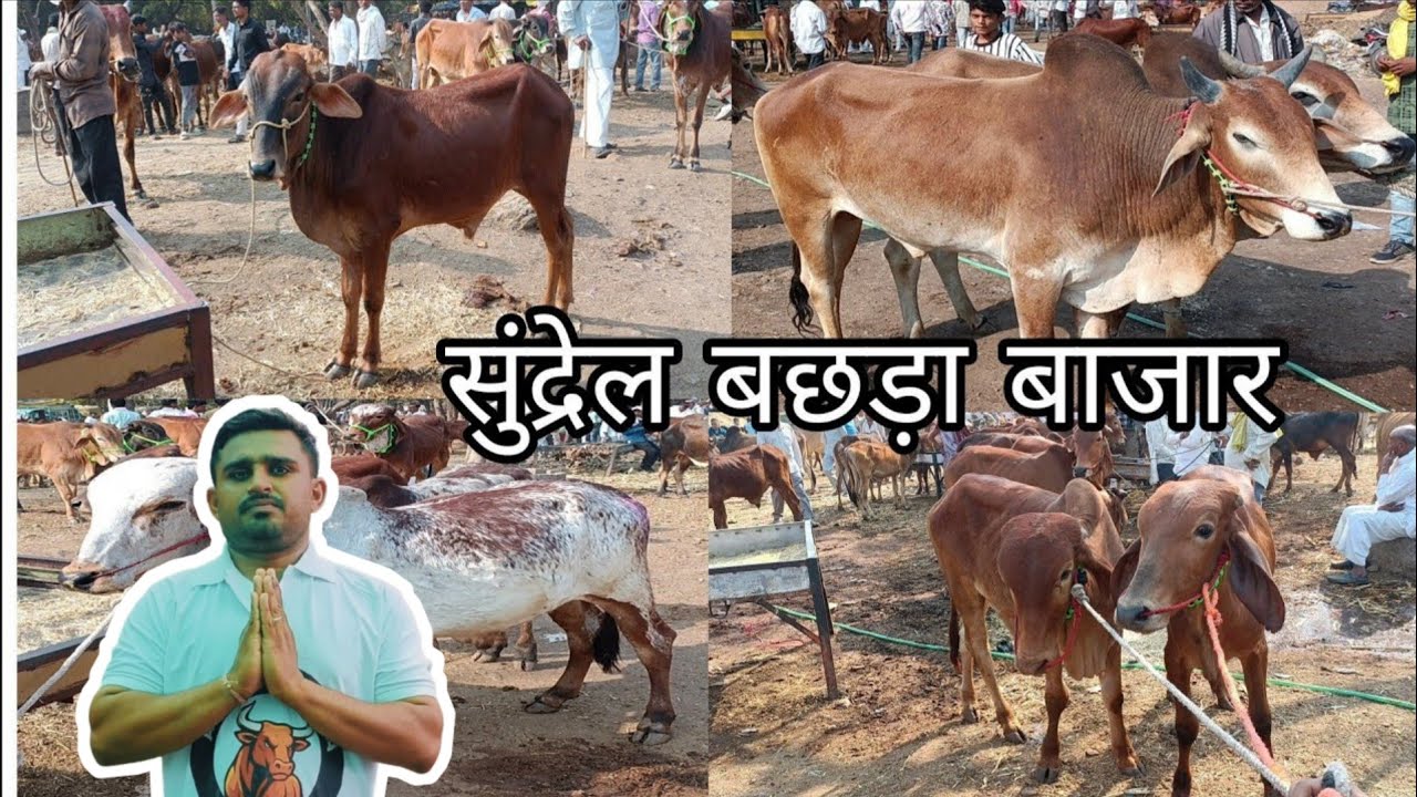 #Sundrel बछड़ा बाजार 🔥| हर गुरुवार लगता है यह बछड़ा बाजार, देखिए इस बार की खास झलक | #bull #cow