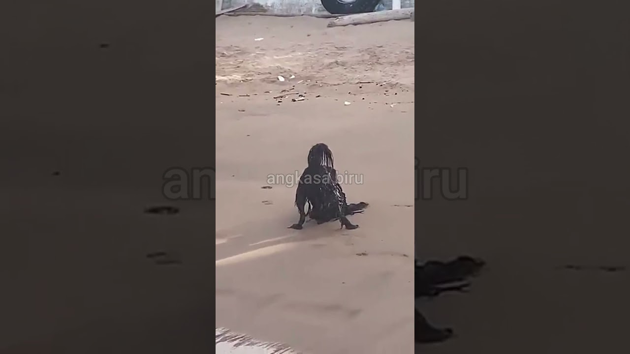 Merekam Sosok Aneh diPantai, Ternyata Makhluk ini #shortsviral