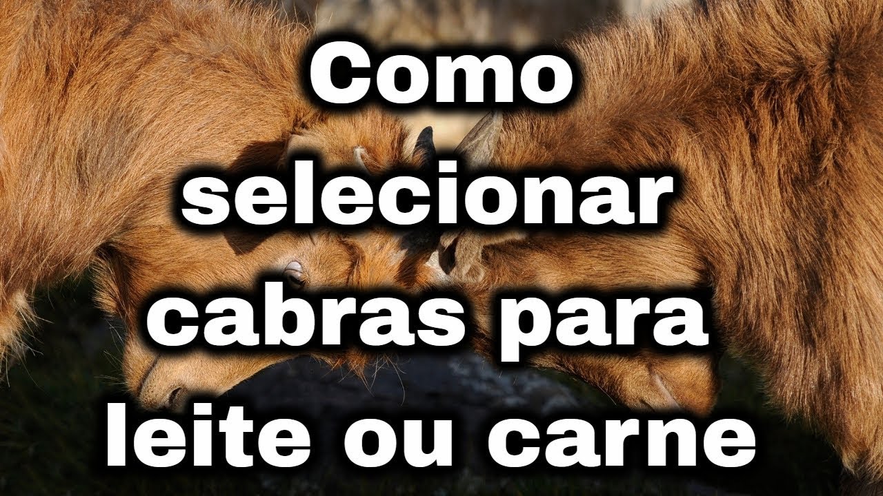 Como selecionar cabras para leite ou carne