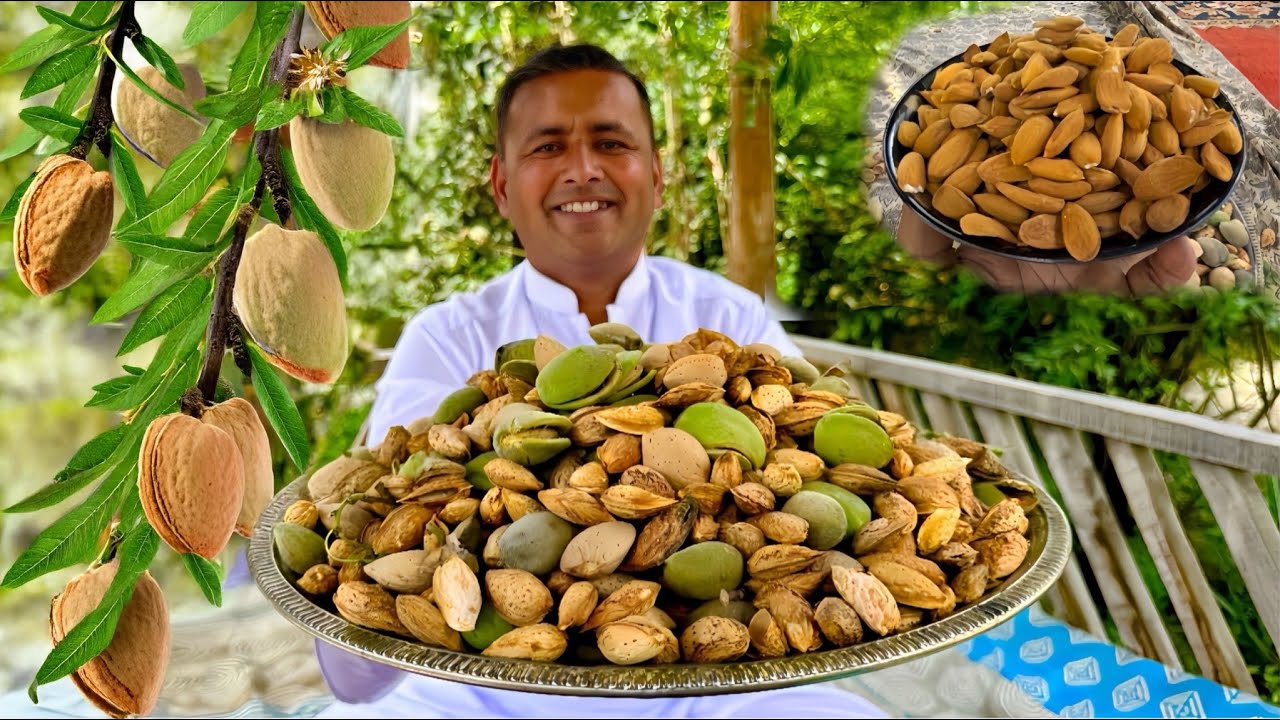 Almond Harvesting Skardu | Badam Halwa Recipe | Almond Farming | Village Food Secrets