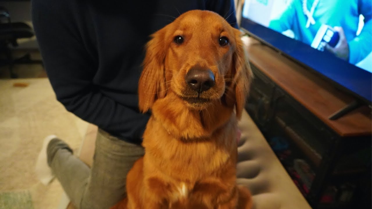 Red Golden Retriever Puppy🐶 Being a Brat with Daddy💕Autumn Day Walk🍁11 Month Old Puppy