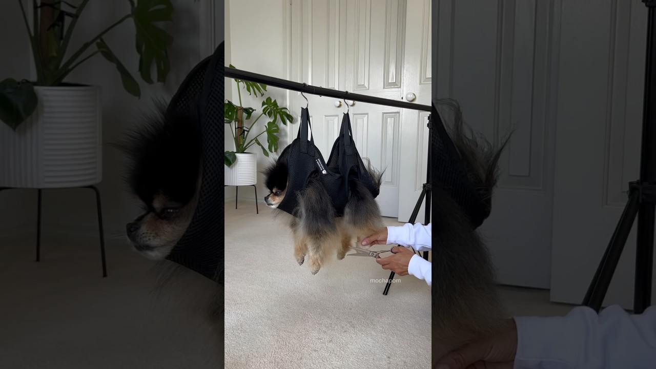 How I trim my dogs paws ✂️ sling from @sirius-alpha #pomeranian #dog