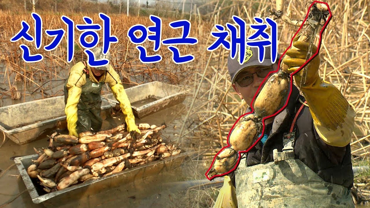 여러분 연근은 원래 이렇게 생겼습니다 #연근채취 [전국시대]