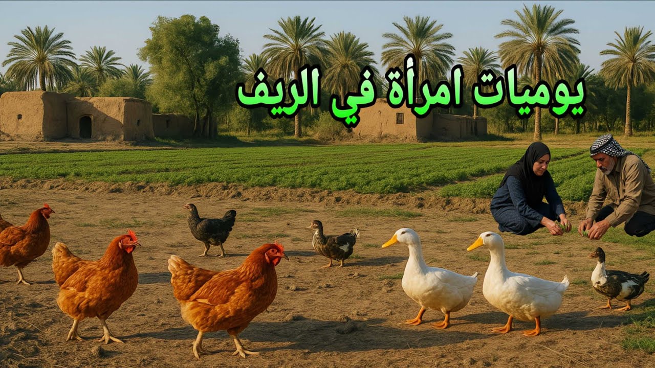 الريف العراقي | روتين فلاحه بصراوية بأجواء الصيف في البصرة الحارة ☀️‍ | حياة القرية والعمل الزراعي