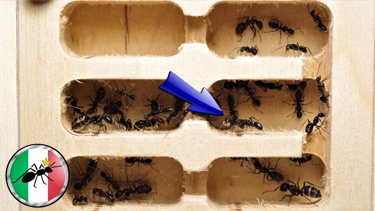 Formiche carpentiere - Camponotus vagus | Ants Italia (AI)