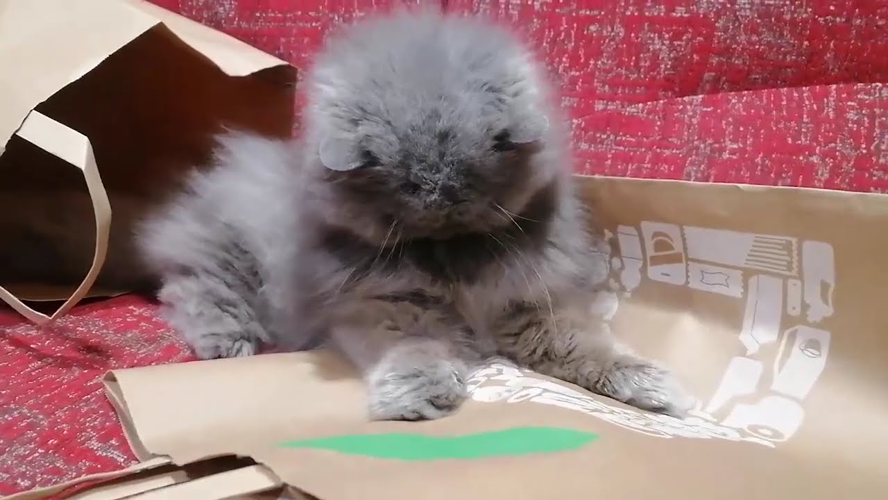 The Cat likes the rustling sound of the paper bag