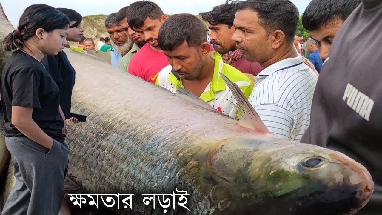 নতুন করে তাণ্ডব শুরু হয়ে গেলো পদ্মার বড় বড় সাইজের ইলিশ মাছের | today hilsh fishmarket in padma river