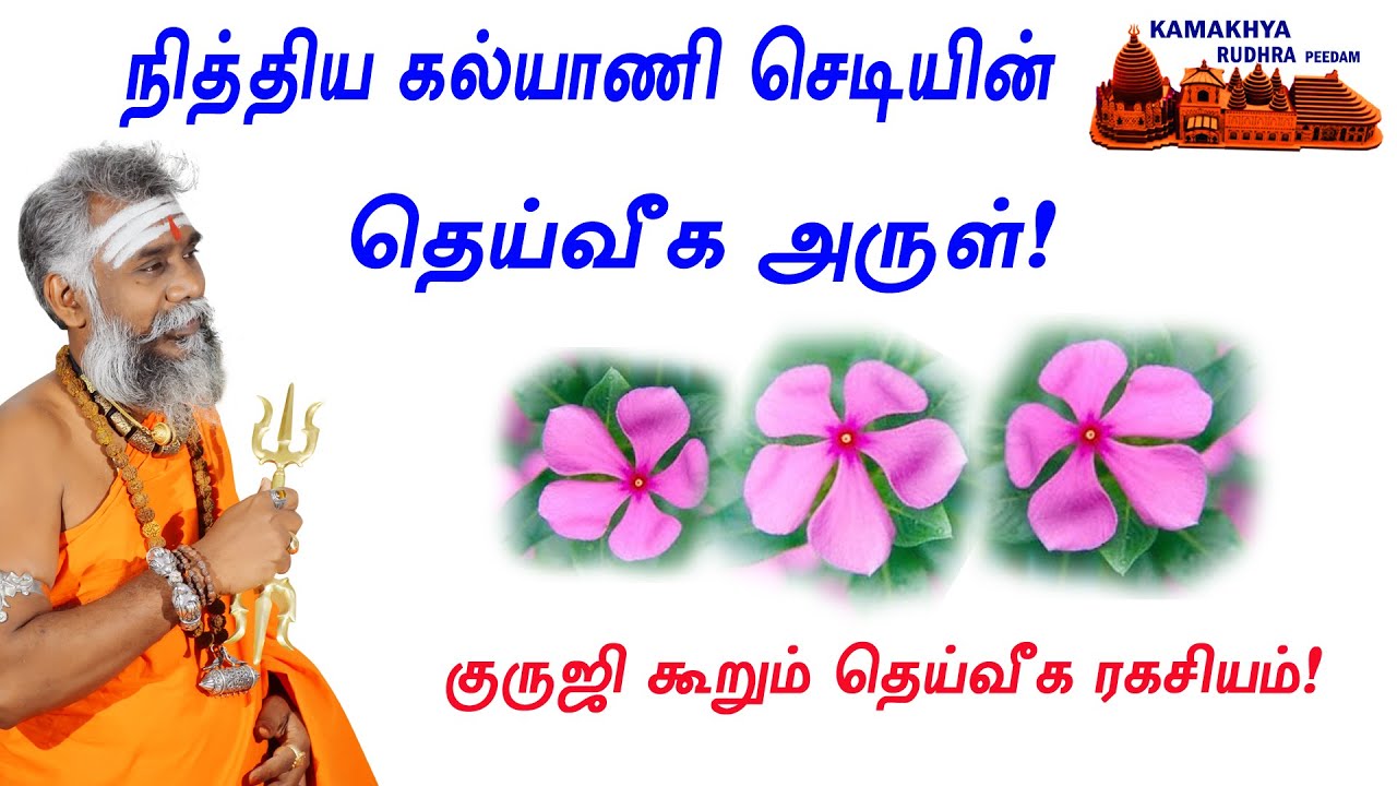 Nithyakalyani flower benefits in tamil | நித்திய கல்யாணியின் தெய்வீக அருள் கூறும் அதிசய தகவல்கள்