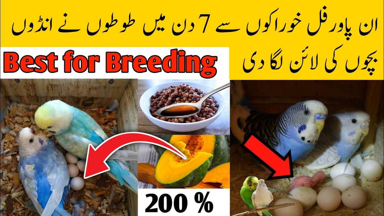 5 super best foods for birds breeding | budgies, lovebirds, cocktail breeding formula | budgies