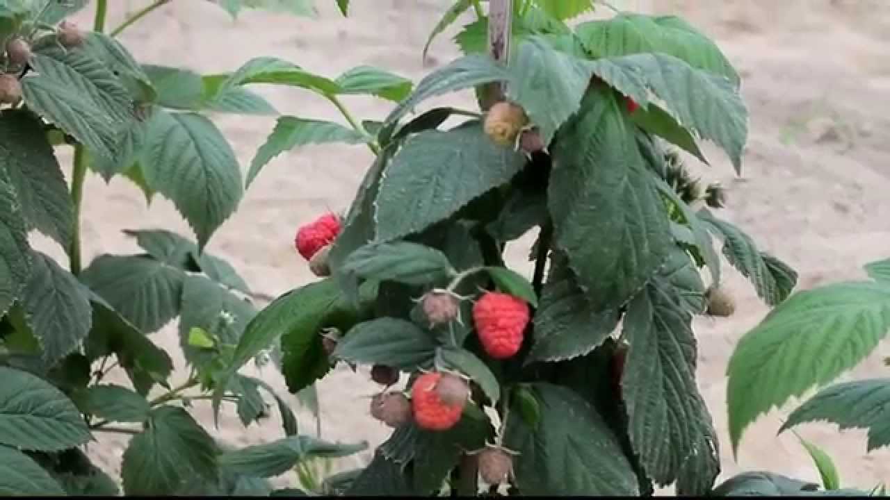 Druga ocena odmian maliny