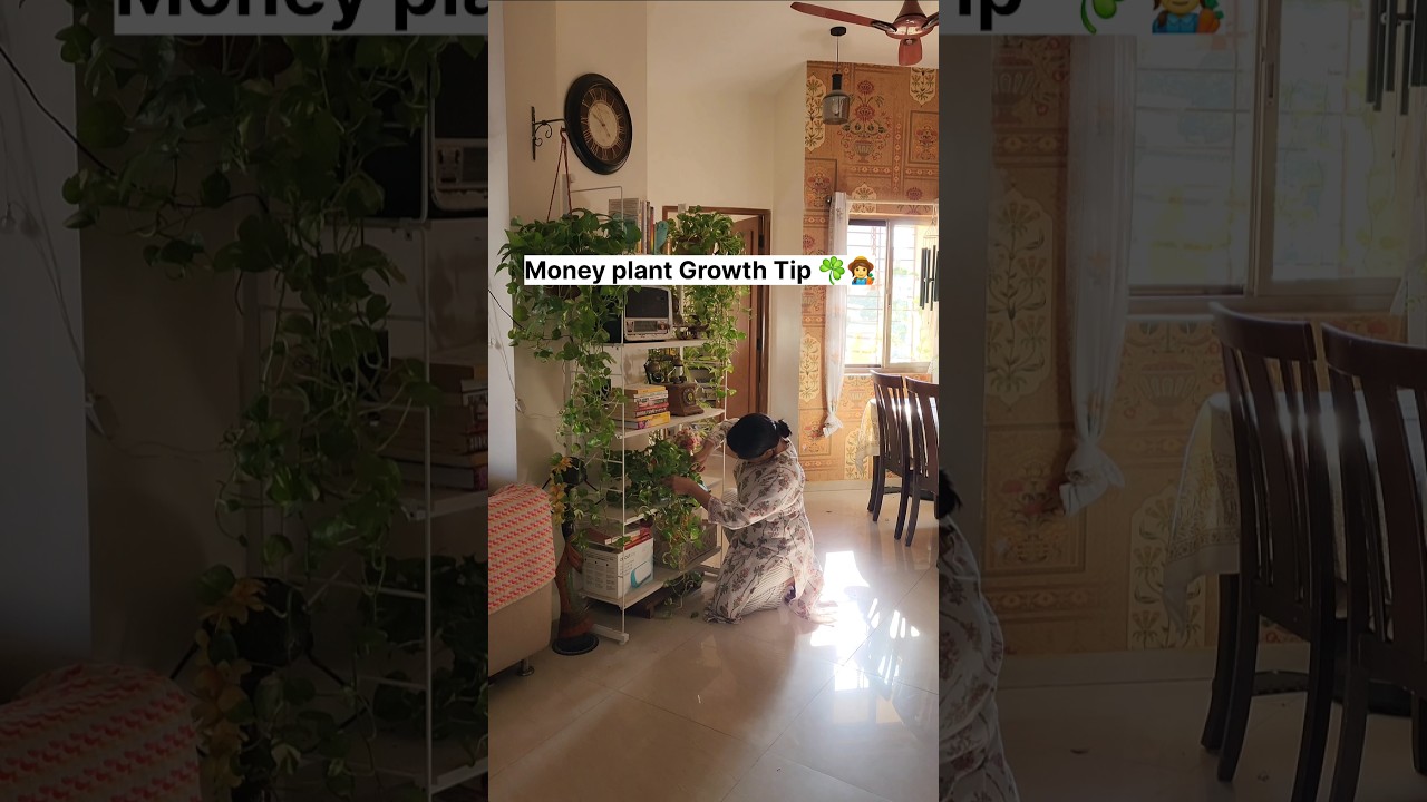 Indoor☘️🏠 #houseplants #indoor plants #moneyplant #trending #homedecoration #interior #shortsindia