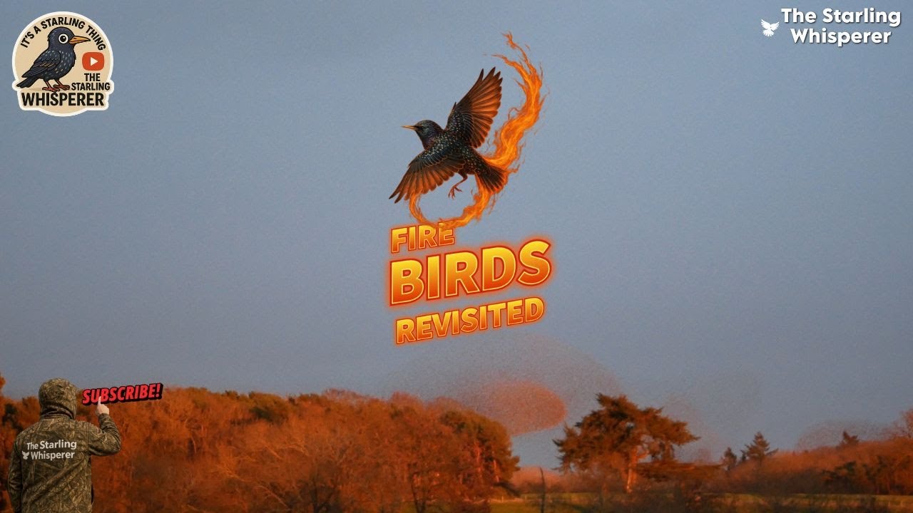 Fire Birds 