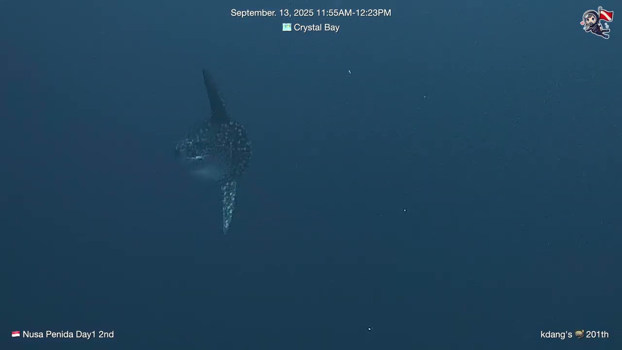2025 Sept Day1 Nusa Penida Dive
