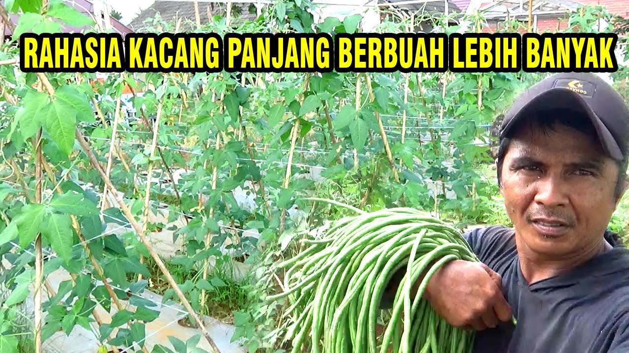 RAHASIA Kacang Panjang Buah Lebih Banyak Dari Daun