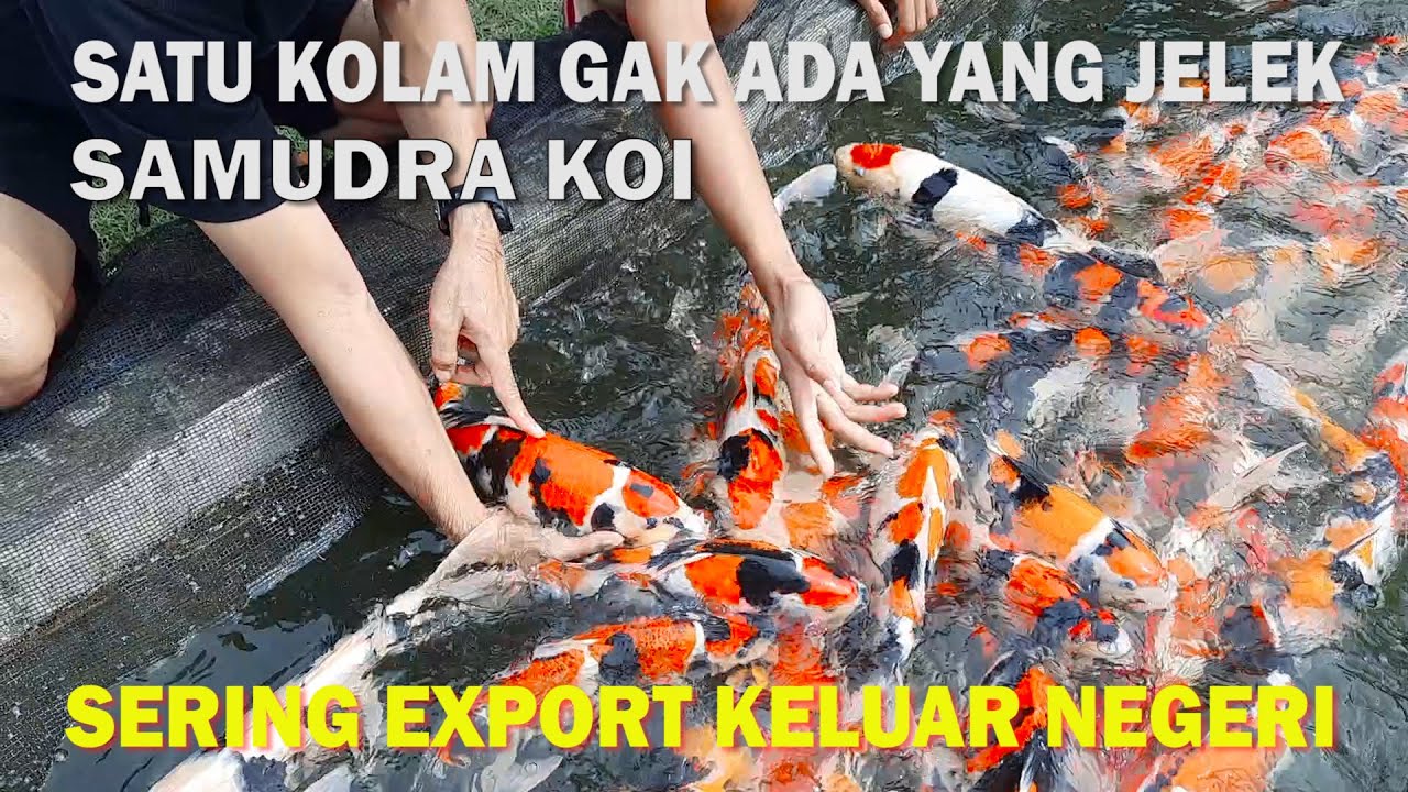 WOW HAMPIR SEMUA IKANNYA SUPER