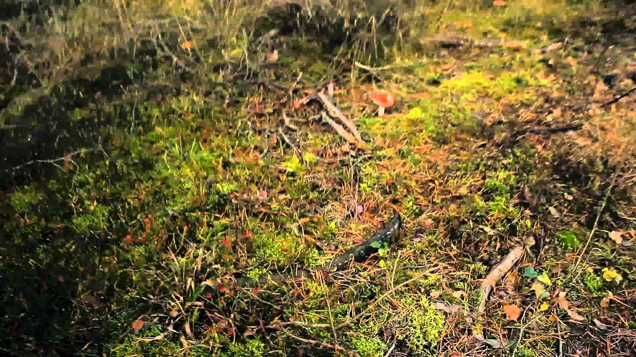 Apgaulingas grybas...