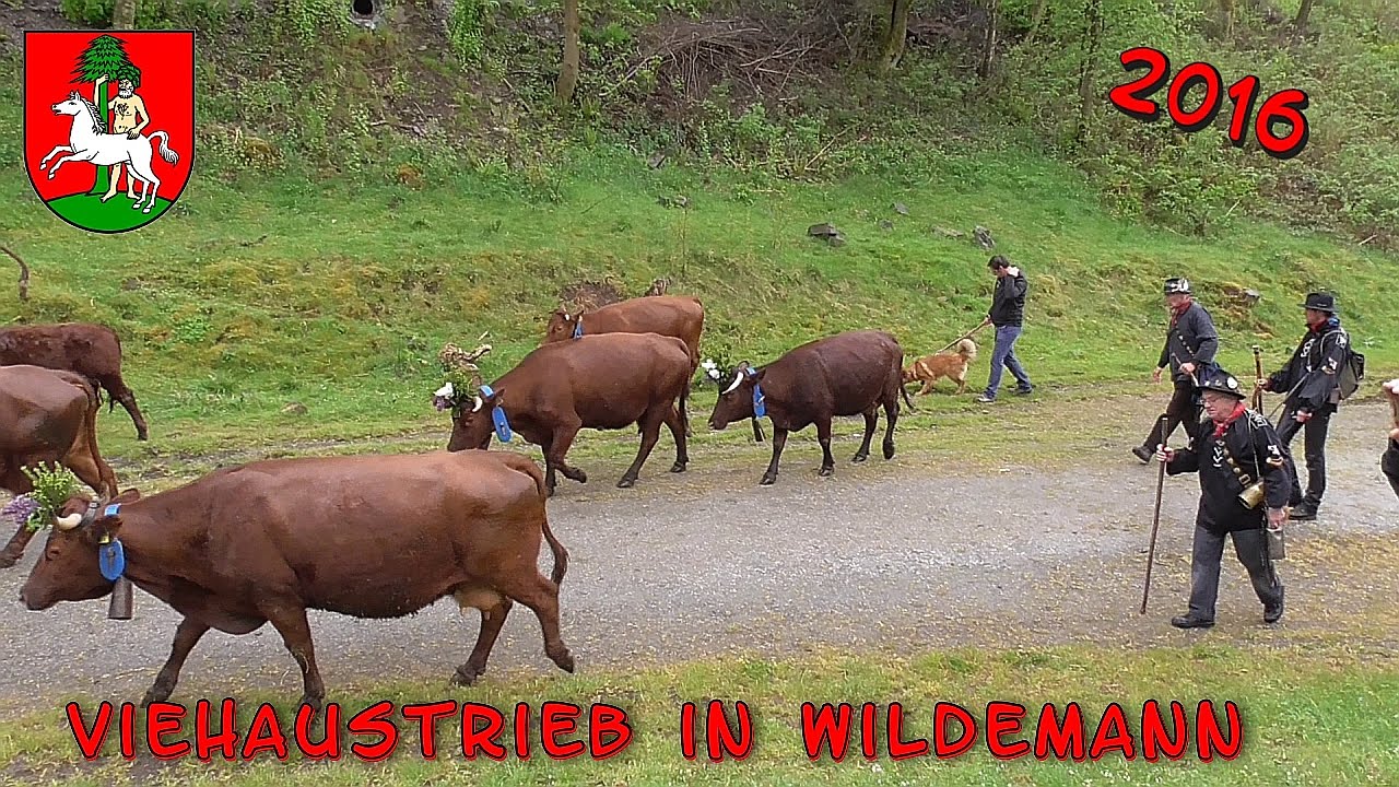 Viehaustrieb des Harzer Rotvieh in Wildemann 2016