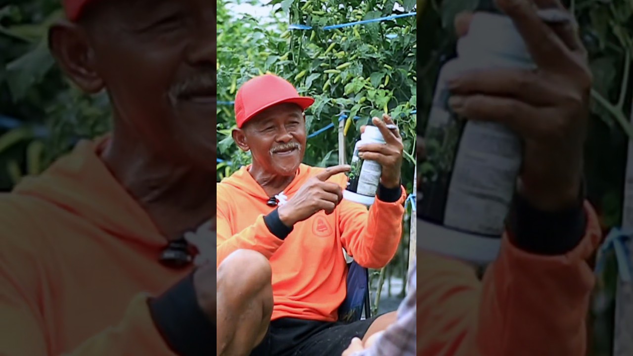 Nutrisi andalan mbah wito mahal semua, pantes saja cabe rawit nya selalu bagus