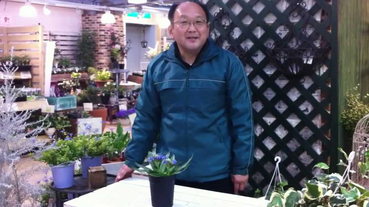 シラー ペルビアナの育て方・日常管理