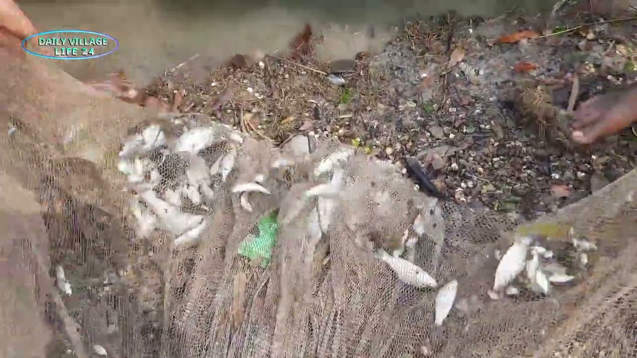 Rare footage of traditional net fishing in the village river! | Daily Village Life 24