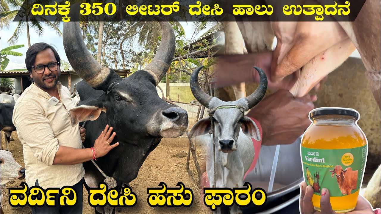 Call 994555 1116 ದಿನಕ್ಕೆ 350 ಲೀಟರ್ ದೇಸಿ ಹಾಲು ಉತ್ಪಾದನೆ  ಗ್ರಾಹಕರಿಗೆ ನೇರವಾಗಿ ದೇಸಿ ಹಾಲು ಮಾರಾಟ